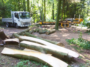 D T Dye Timber